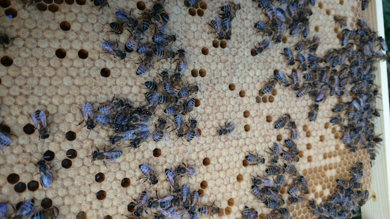 006 Brutwabe mit Honigbienen